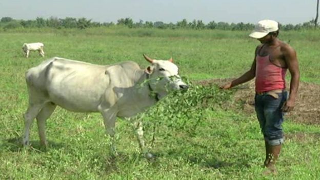 शेतीच्या केंद्रस्थानी गाय