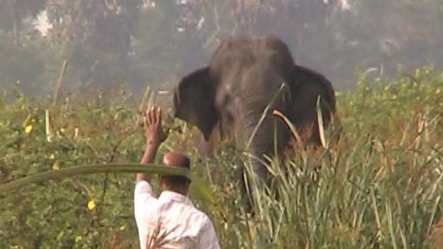 மனிதர்களுக்கும் யானைகளுக்கும் இடையே அதிகரிக்கும் மோதல்