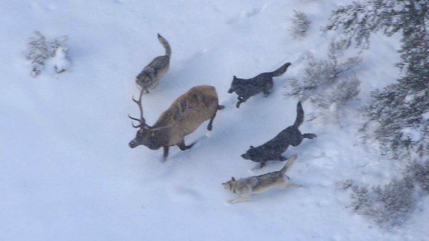 Wolves chase down elk