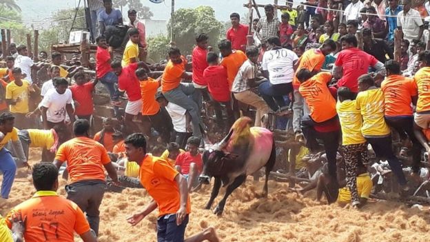 ஜல்லிக்கட்டு