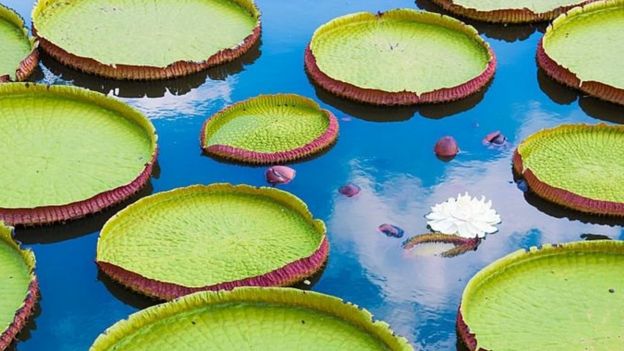 Victoria amazonica