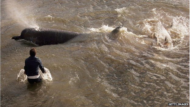 Marine mammals thriving in Thames - BBC News