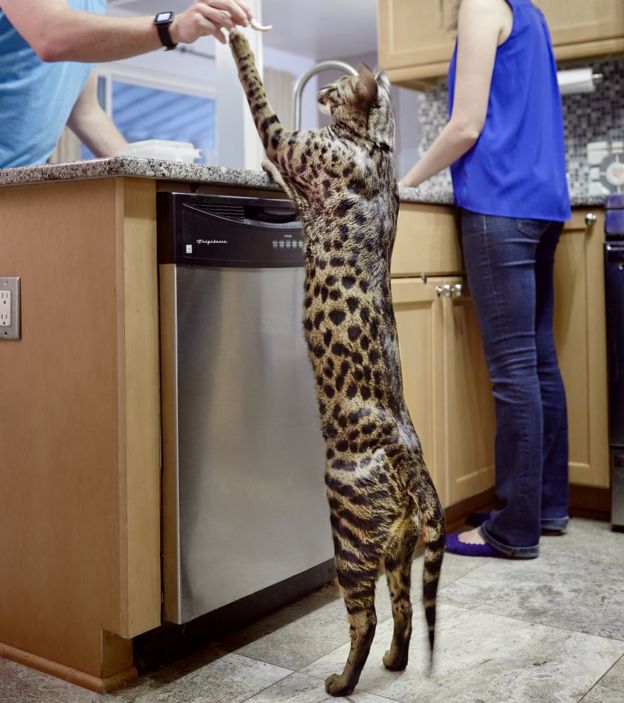 The slam dunking bunny and other record-breaking animals - BBC News