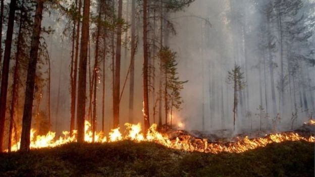 15 iyulda İsveçdə baş vermiş yanğın