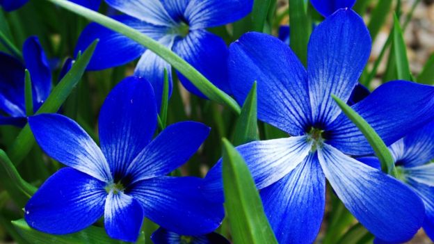 Azulillo (Tecophilaea cyanocrocus)