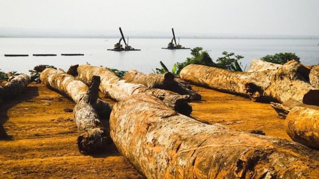 Logs of wood that have been salvaged from Lake Volta