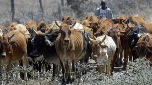 Mifugo ya jamii ya Maasai nchini Kenya