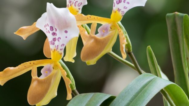 Slipper orchid from Laos