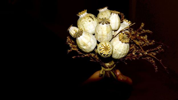 semillas de amapola