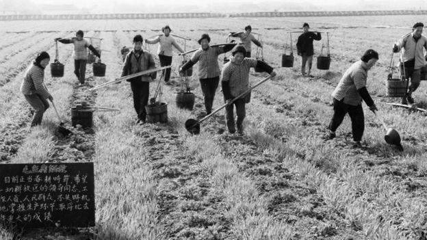 Peasant farmers of the hungching production brigade fertilizing a wheat field with manure, china, 1967, in the foreground is a blackboard bearing quotations from chairman mao.