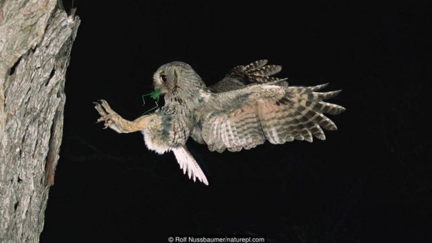 An eastern screech owl (Megascops asio)