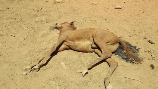 Corpo de cavalo encontrado morto em poço seco na cidade de Alice Springs, na Austrália