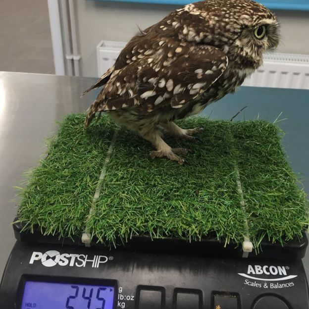 The owl on the scales
