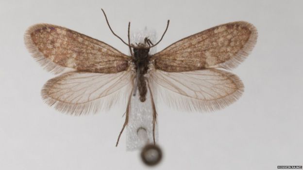 Imagem mostra mariposa viva