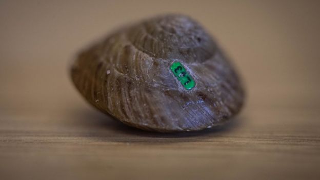 Tagged snail