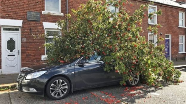 A tree which has fallen onto a car in Belfast