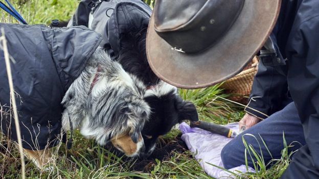 Truffle hunting