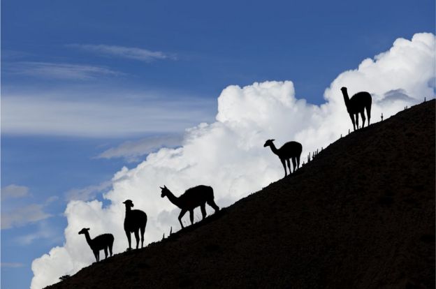 Llamas en la Quebrada de Hamahuaca.