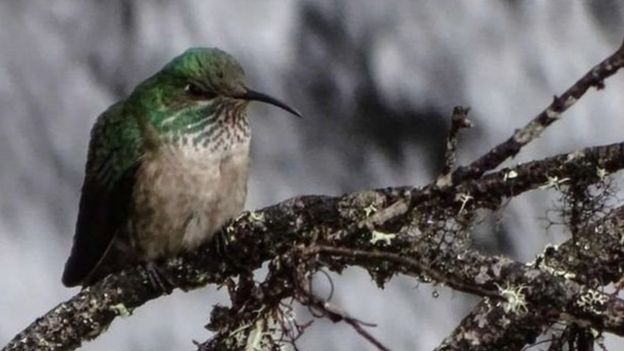 தேன்சிட்டு