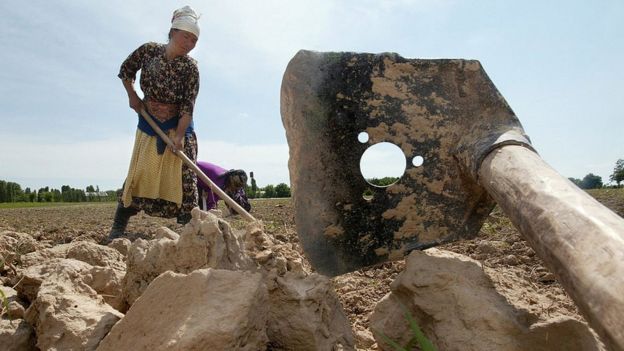 Una mujer trabaja en el campo en Uzbekistán.