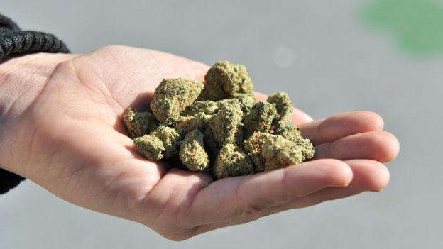 A hand holding cannabis