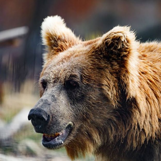 Oso marrón del Himalaya