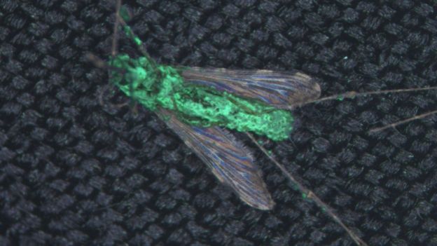 Комар, зараженный грибком, маркирован зеленым