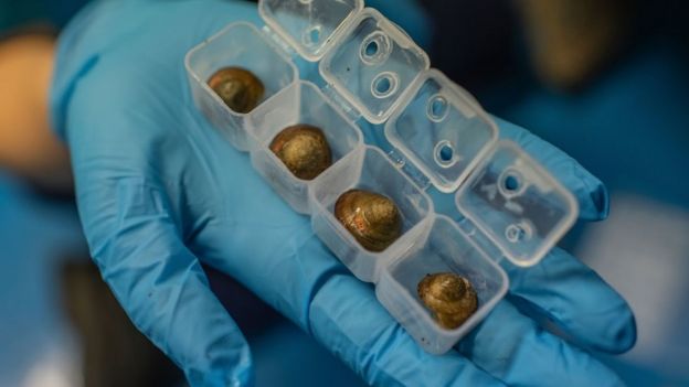 Bermudan land snails in species transportation boxes (c) Chester Zoo