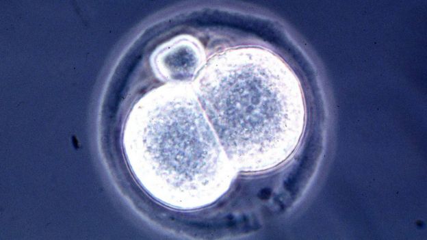 Двуклеточный эмбрион