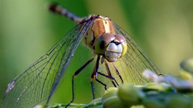 பூச்சிகள்