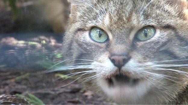 Scottish wildcat kitten
