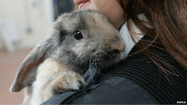 Spca rabbits best sale