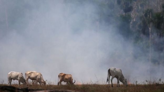 Três bois no pasto, com fumaça atrás