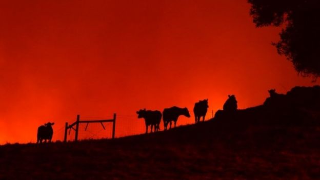 Cows stand on a hill as the Kincade Fire approaches on Thursday in Geyserville, California