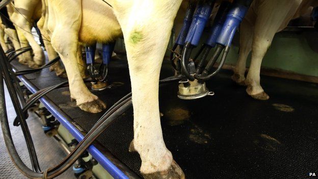 A cow being milked