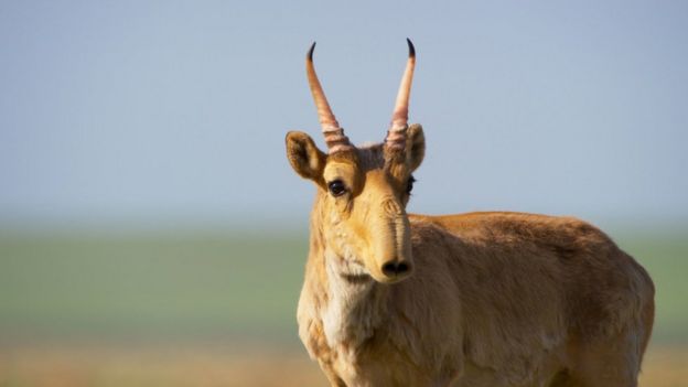 Antílope saiga