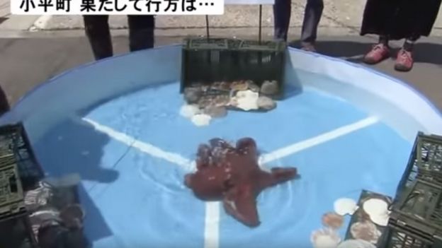 في الحوض ثلاثة أجزاء للفوز والخسارة والتعادل