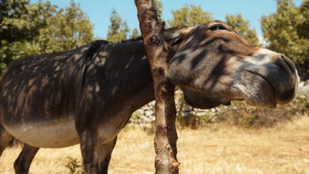 Burro de coçando em uma árvore