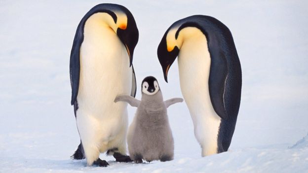 Emperor penguins at the Halley Bay colony in the Weddell Sea have failed to raise chicks for the last three years