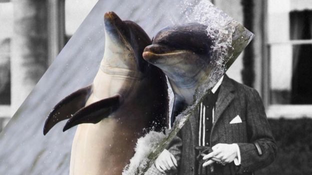 Composición de imágenes de delfines sobre humanos