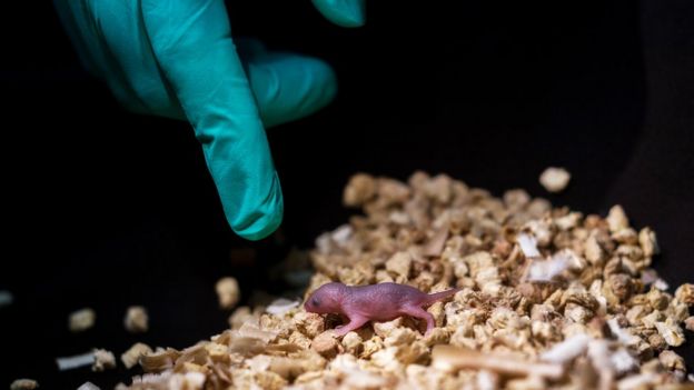Filho de rato bipaternal (nascido de dois pais)