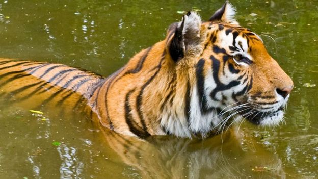 Shepreth Wildlife Park tiger Rana put to sleep aged 18 - BBC News