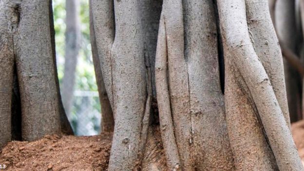 ثيماما ماريمانو