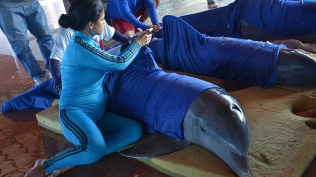 در کوبا، دلفین‌های یک مرکز تفریحی از بیم توفند ایرما به نقاط امن دیگری منتقل شدند