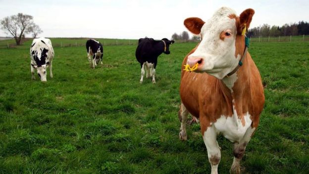 Vacas