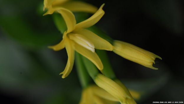 The flowers of Apostasia shenzhenica