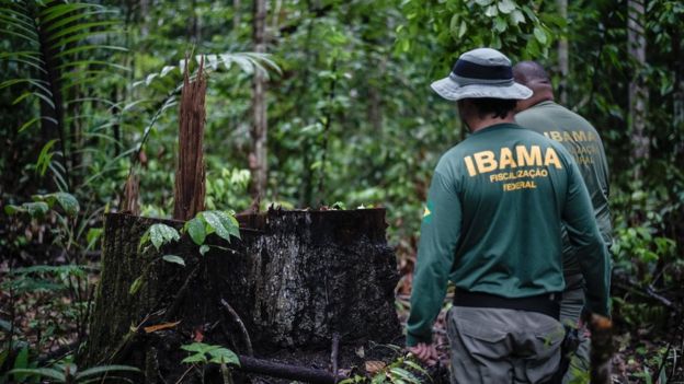 Ibama combate desmatamento ilegal na Terra Indígena Pirititi, Roraima