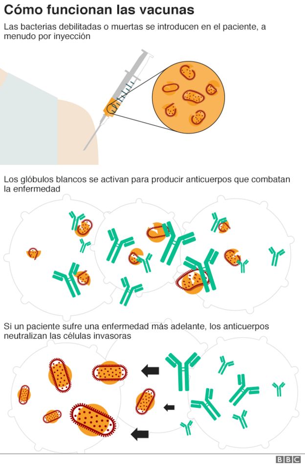 CÃ³mo funcionan las vacunas