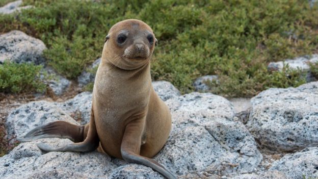 galápagos