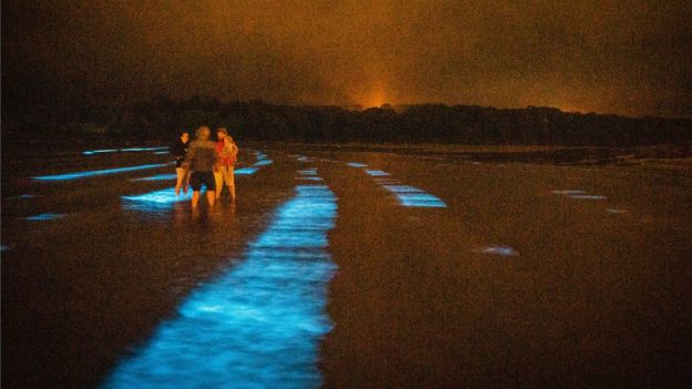 Bioluminescent plankton light up Cork beach _113986217_6305f62f-085a-45ad-a7d6-5bf5d3282431